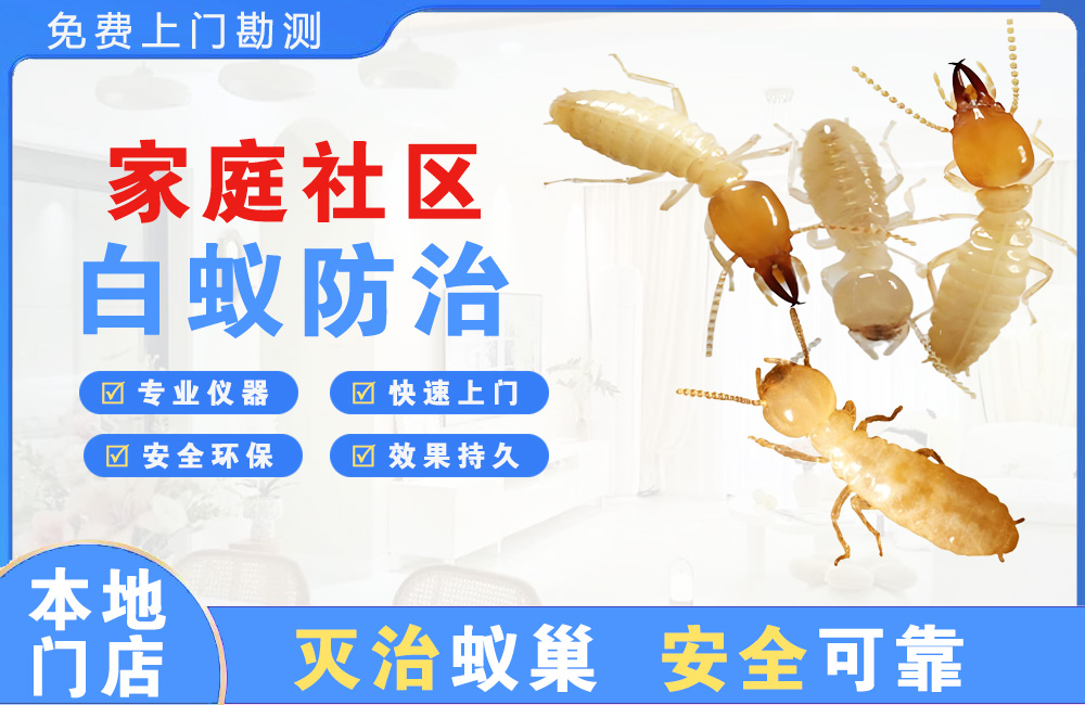永州家庭社区白蚁防治