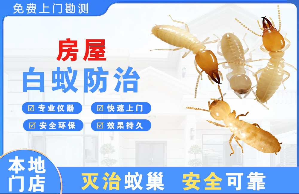 永州房屋白蚁防治