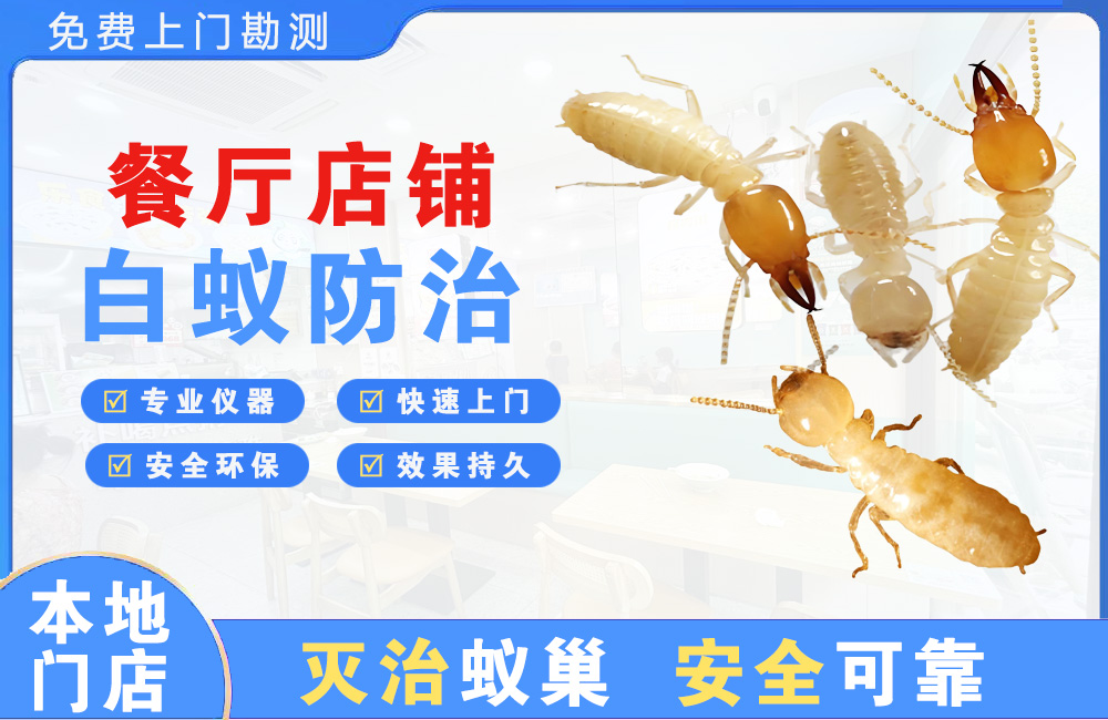 永州餐厅店铺白蚁防治